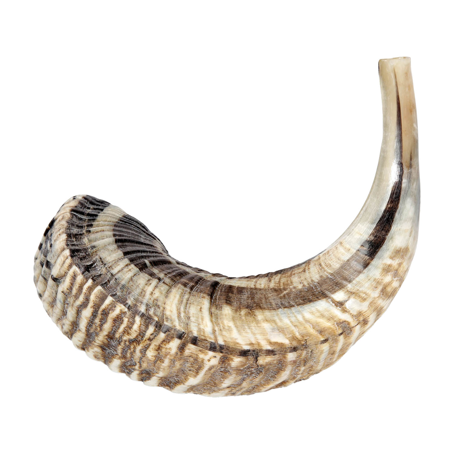 Schofar echtes Widderhorn Gr.1