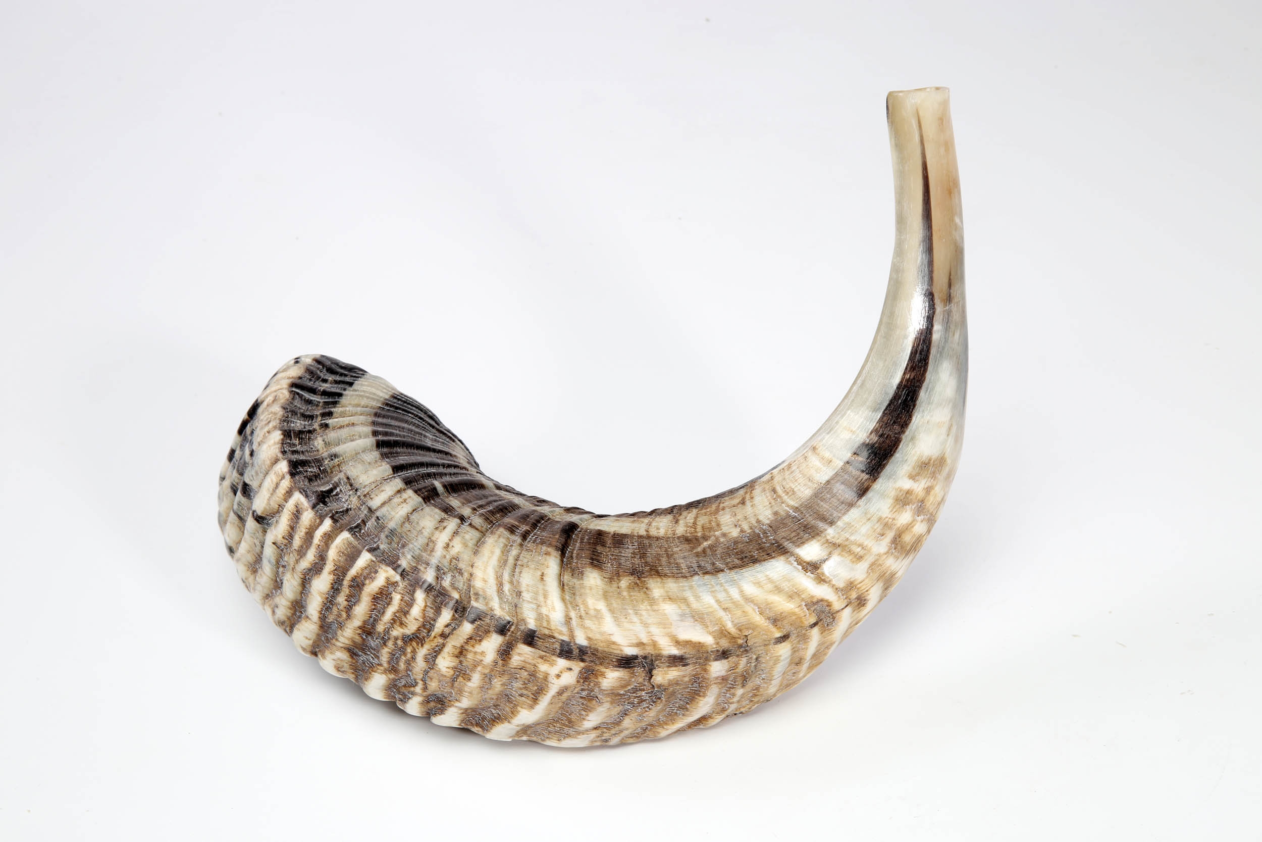 Schofar echtes Widderhorn Gr.2