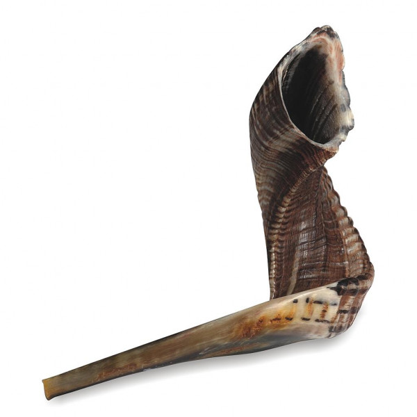 Schofar echtes Widderhorn Gr.4 (38-45cm)