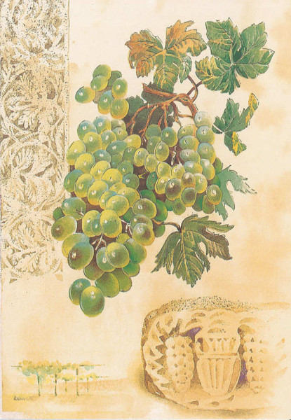 7 Spices of Israel *Green Grapes*